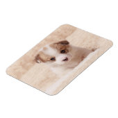 Niedliche Kleintiere | Baby Corgi Magnet (Linke Seite)
