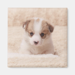Niedliche Kleintiere Baby Corgi Magnet