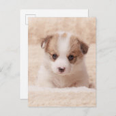 Niedliche Kleintiere | Baby Corgi Postkarte (Vorne/Hinten)