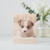 Niedliche Kleintiere | Baby Corgi Postkarte (Stehend Vorderseite)