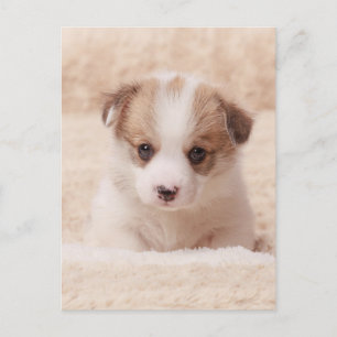 Niedliche Kleintiere Baby Corgi Postkarte