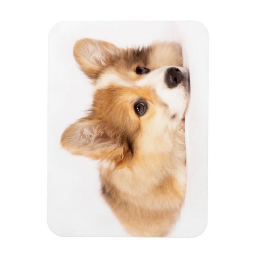 Niedliche Kleintiere | Baby Corgi Puppy Portrait Magnet (Vertikal)