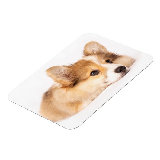 Niedliche Kleintiere | Baby Corgi Puppy Portrait Magnet (Linke Seite)