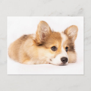 Niedliche Kleintiere   Baby Corgi Puppy Portrait Postkarte