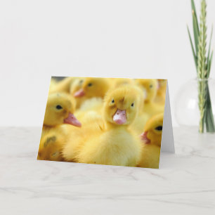 Niedliche Kleintiere   Baby Duck Group Karte