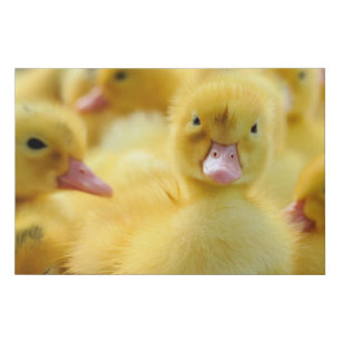 Niedliche Kleintiere   Baby Duck Group Künstlicher Leinwanddruck