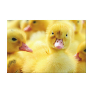 Niedliche Kleintiere   Baby Duck Group Leinwanddruck