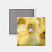 Niedliche Kleintiere | Baby Duck Group Magnet (Vorderseite/Rückseite)