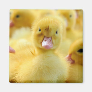 Niedliche Kleintiere Baby Duck Group Magnet