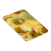 Niedliche Kleintiere | Baby Duck Group Magnet (Rechte Seite)