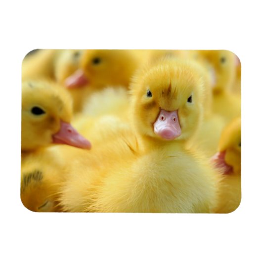Niedliche Kleintiere | Baby Duck Group Magnet (Horizontal)
