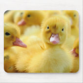 Niedliche Kleintiere | Baby Duck Group Mousepad (Vorne)