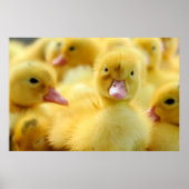 Niedliche Kleintiere | Baby Duck Group Poster (Vorne)
