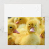 Niedliche Kleintiere | Baby Duck Group Postkarte (Vorne/Hinten)