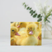 Niedliche Kleintiere | Baby Duck Group Postkarte (Stehend Vorderseite)