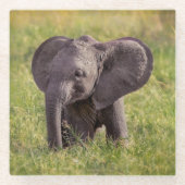 Niedliche Kleintiere | Baby Elephant Kenya Africa Glasuntersetzer (Vorderseite)