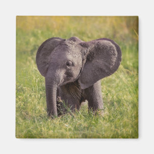 Niedliche Kleintiere Baby Elephant Kenya Africa Magnet