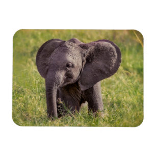 Niedliche Kleintiere Baby Elephant Kenya Africa Magnet