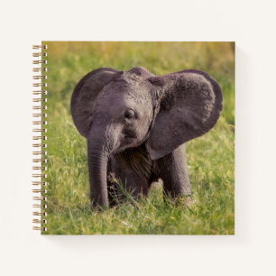 Niedliche Kleintiere Baby Elephant Kenya Africa Notizblock