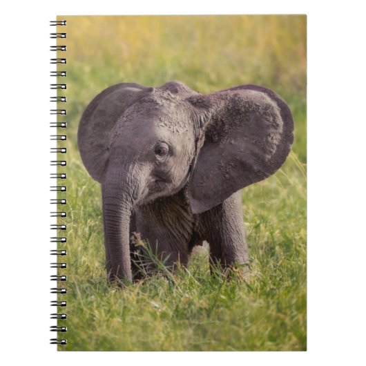 Niedliche Kleintiere | Baby Elephant Kenya Africa Notizblock (Vorderseite)