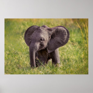 Niedliche Kleintiere   Baby Elephant Kenya Africa Poster