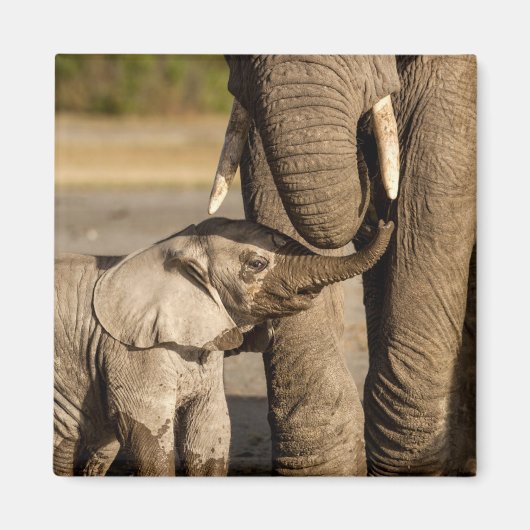 Niedliche Kleintiere | Baby Elephant & Mama Magnet (Vorne)