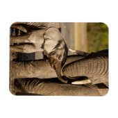 Niedliche Kleintiere | Baby Elephant & Mama Magnet (Horizontal)