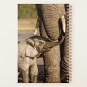 Niedliche Kleintiere | Baby Elephant & Mama Planer (Rückseite)