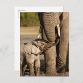 Niedliche Kleintiere | Baby Elephant & Mama Postkarte (Vorne/Hinten)