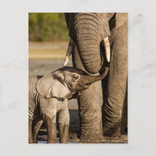 Niedliche Kleintiere   Baby Elephant & Mama Postkarte