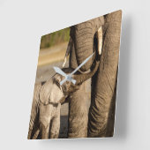 Niedliche Kleintiere | Baby Elephant & Mama Quadratische Wanduhr (Winkel)