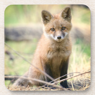 Niedliche Kleintiere Baby Fox Getränkeuntersetzer
