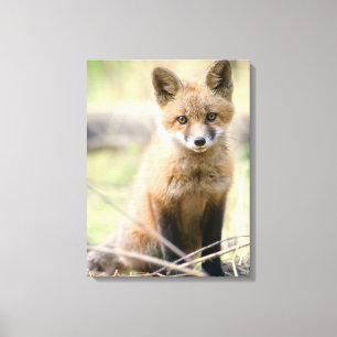 Niedliche Kleintiere   Baby Fox Leinwanddruck