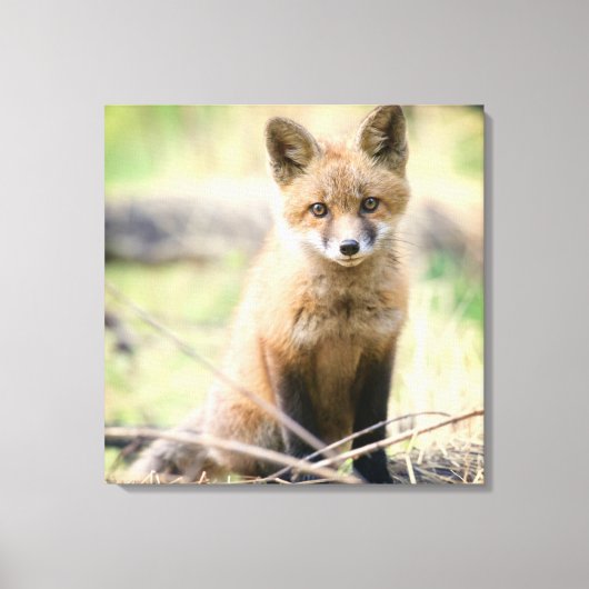 Niedliche Kleintiere | Baby Fox Leinwanddruck (Vorderseite)