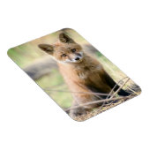 Niedliche Kleintiere | Baby Fox Magnet (Rechte Seite)
