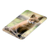 Niedliche Kleintiere | Baby Fox Magnet (Linke Seite)