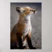 Niedliche Kleintiere | Baby Fox Portrait Poster (Vorne)