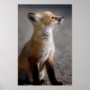 Niedliche Kleintiere Baby Fox Portrait Poster
