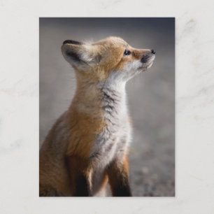 Niedliche Kleintiere   Baby Fox Portrait Postkarte