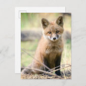 Niedliche Kleintiere | Baby Fox Postkarte (Vorne/Hinten)