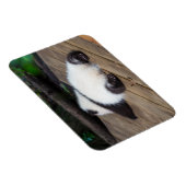 Niedliche Kleintiere | Baby Giant Panda Schlafen Magnet (Rechte Seite)