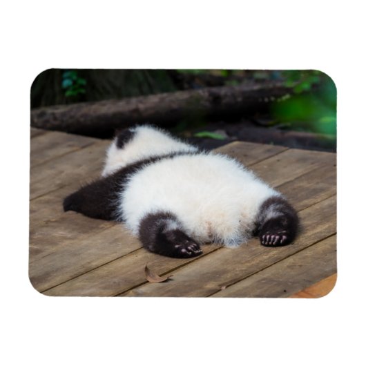 Niedliche Kleintiere | Baby Giant Panda Schlafen Magnet (Horizontal)