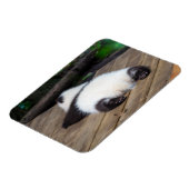 Niedliche Kleintiere | Baby Giant Panda Schlafen Magnet (Linke Seite)