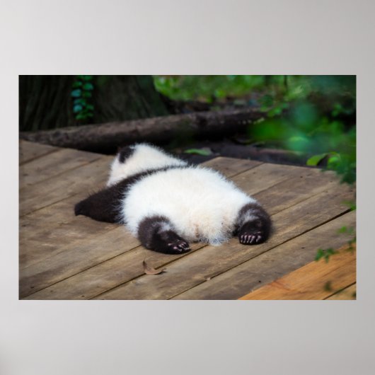 Niedliche Kleintiere | Baby Giant Panda Schlafen Poster (Vorne)