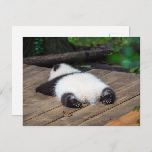 Niedliche Kleintiere | Baby Giant Panda Schlafen Postkarte (Vorne/Hinten)
