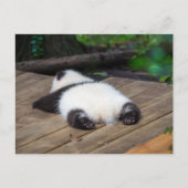 Niedliche Kleintiere | Baby Giant Panda Schlafen Postkarte (Vorderseite)