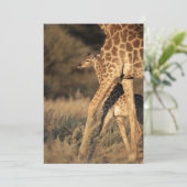 Niedliche Kleintiere | Baby Giraffe & Parent Dankeskarte (Stehend Vorderseite)