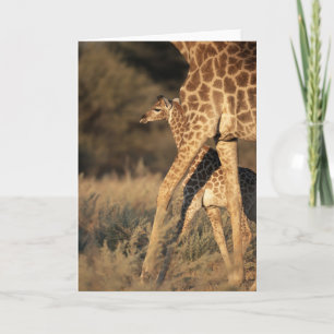 Niedliche Kleintiere   Baby Giraffe & Parent Karte