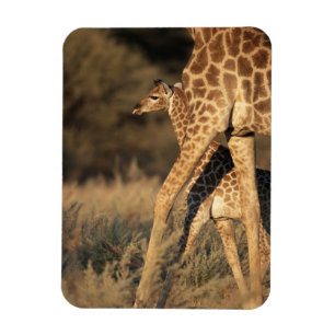 Niedliche Kleintiere Baby Giraffe & Parent Magnet