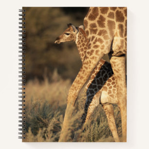 Niedliche Kleintiere   Baby Giraffe & Parent Notizblock